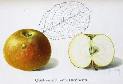 Bild Nr.1: 125-796 Obstbau in Wort und Bild, Der,: (Land- und Forstwirtschaft, Obstbau)