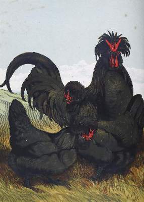 Bild Nr.1: 125-799 Tegetmeier,W.B.: (Land- und Forstwirtschaft, Tierhaltung, Geflügel)