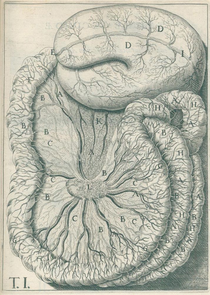 Große Abbildung Nr.1: 126-13 Aselli,G.: (Aus der Sammlung Professor Dr.Dr.Johannes Büttner Teil 1)