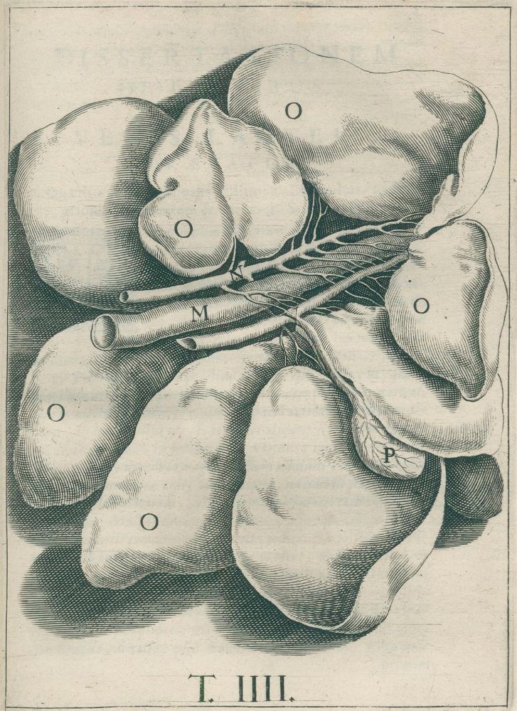 Große Abbildung Nr.2: 126-13 Aselli,G.: (Aus der Sammlung Professor Dr.Dr.Johannes Büttner Teil 1)