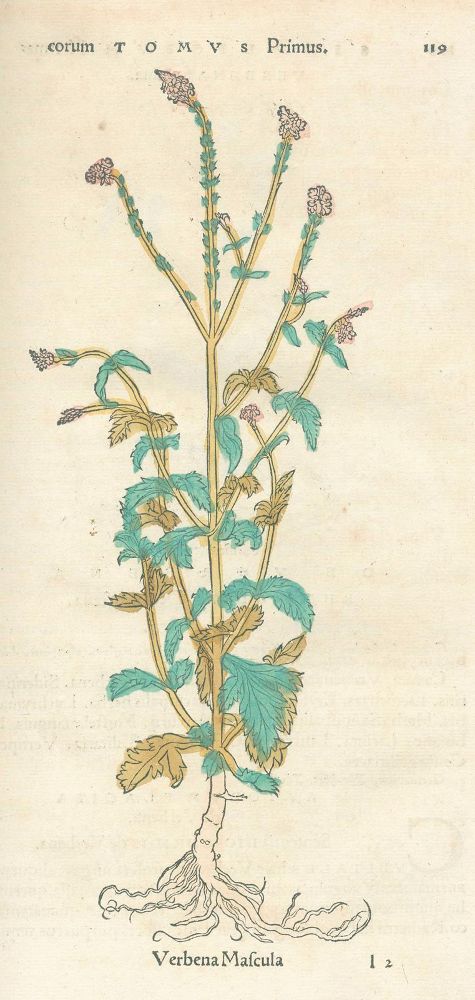 Große Abbildung Nr.5: 126-1540 Brunf(els),O.: (Botanik, Kräuterbücher)