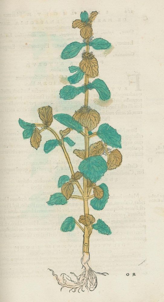 Große Abbildung Nr.7: 126-1540 Brunf(els),O.: (Botanik, Kräuterbücher)