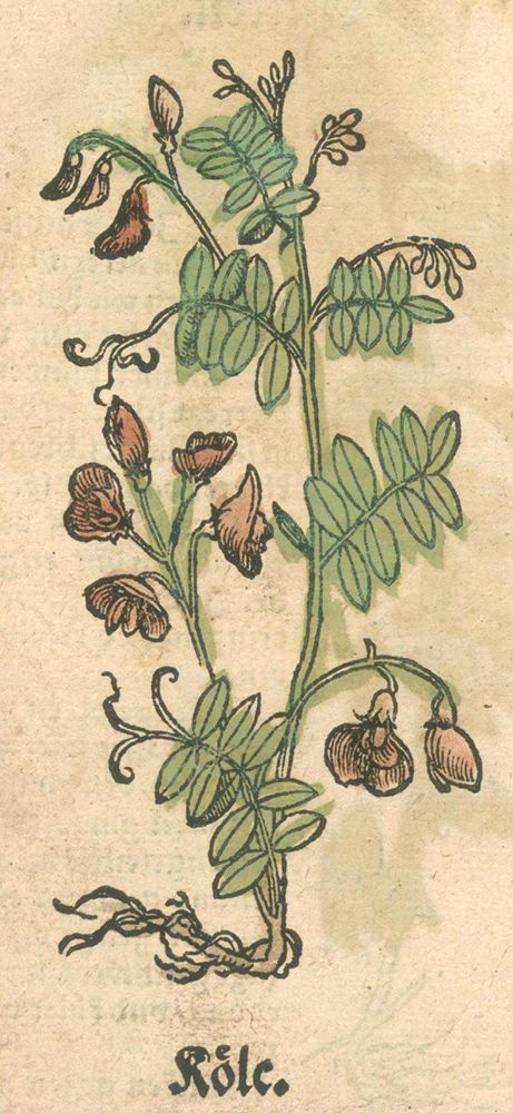 Große Abbildung Nr.1: 126-1542 (Rösslin,E.: (Botanik, Kräuterbücher)