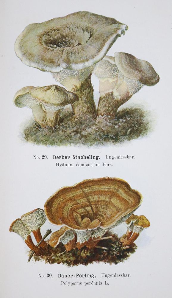 Große Abbildung Nr.1: 126-1546 Michael,E. u. R.Schulz.: (Botanik, Pilze)