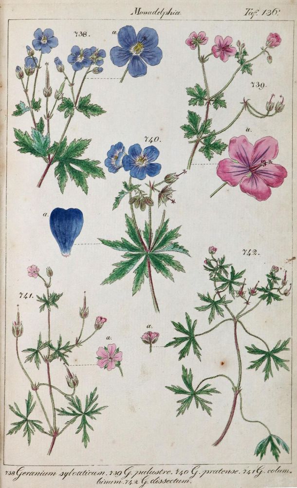 Große Abbildung Nr.1: 126-1552 Lorek,C.G.: (Botanik, Preussen)