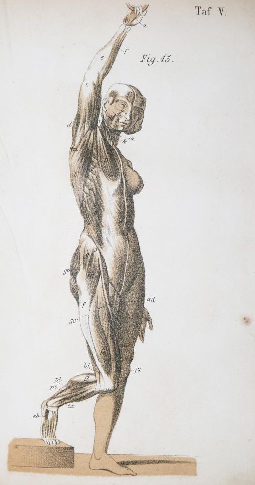 Große Abbildung Nr.1: 126-1567 Harless,E.: (Medizin)