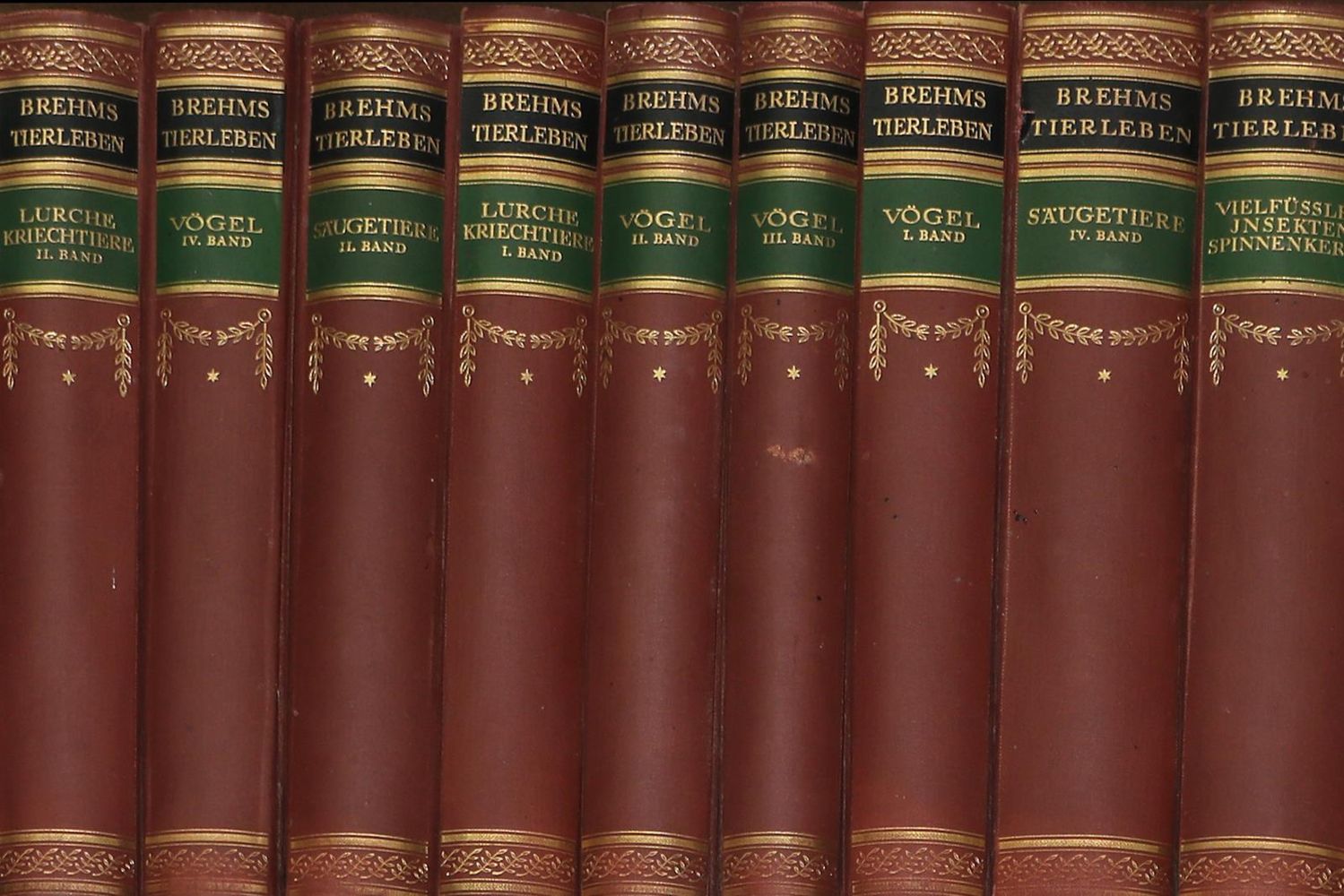 Große Abbildung Nr.1: 126-1591 Brehm,A.E.: (Zoologie)