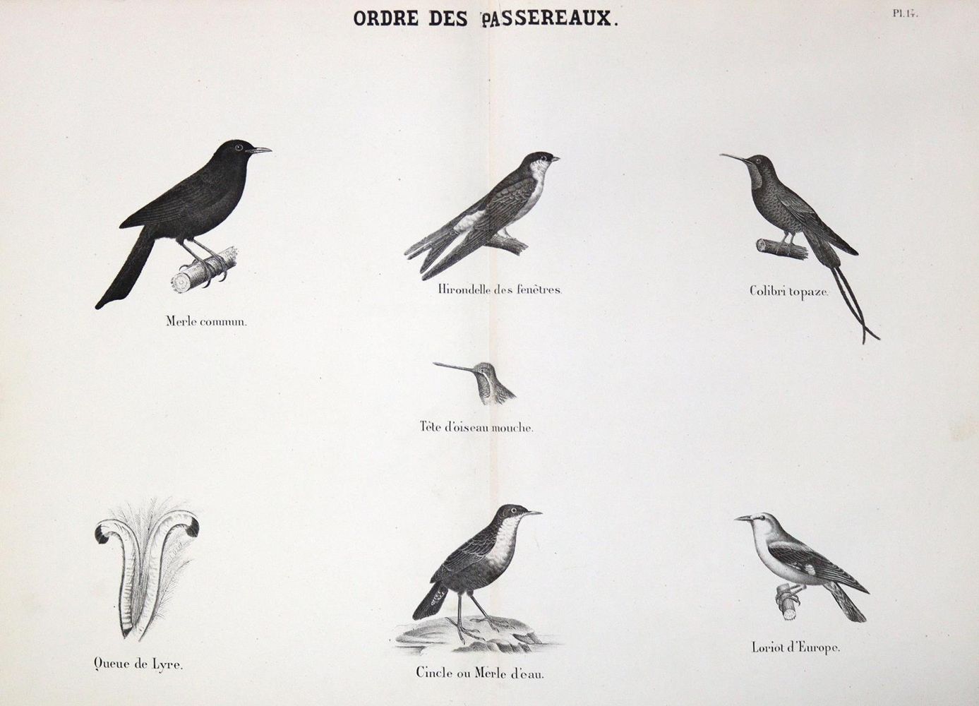 Große Abbildung Nr.1: 126-1593 (Holland,H.: (Zoologie)
