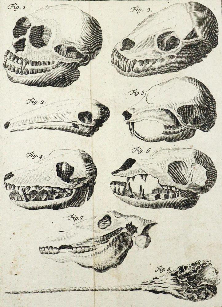 Große Abbildung Nr.2: 126-1595 Linné,C.v.: (Zoologie)