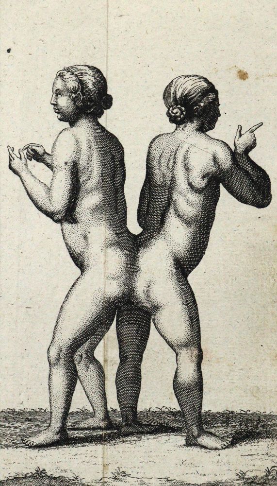 Große Abbildung Nr.4: 126-1595 Linné,C.v.: (Zoologie)