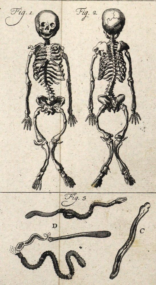 Große Abbildung Nr.5: 126-1595 Linné,C.v.: (Zoologie)