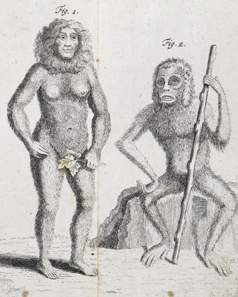 Große Abbildung Nr.6: 126-1595 Linné,C.v.: (Zoologie)