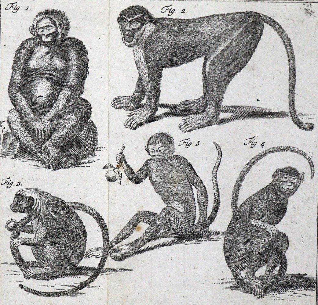 Große Abbildung Nr.7: 126-1595 Linné,C.v.: (Zoologie)