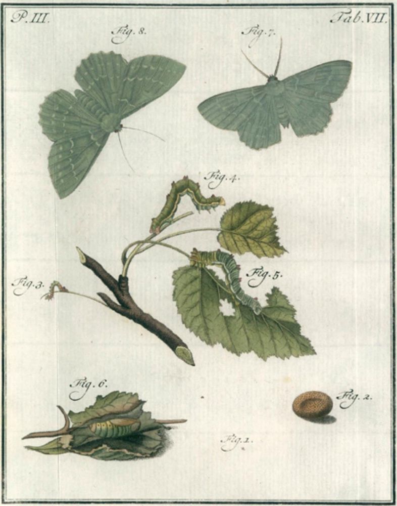 Große Abbildung Nr.1: 126-1596 Sepp,J.C.: (Zoologie)