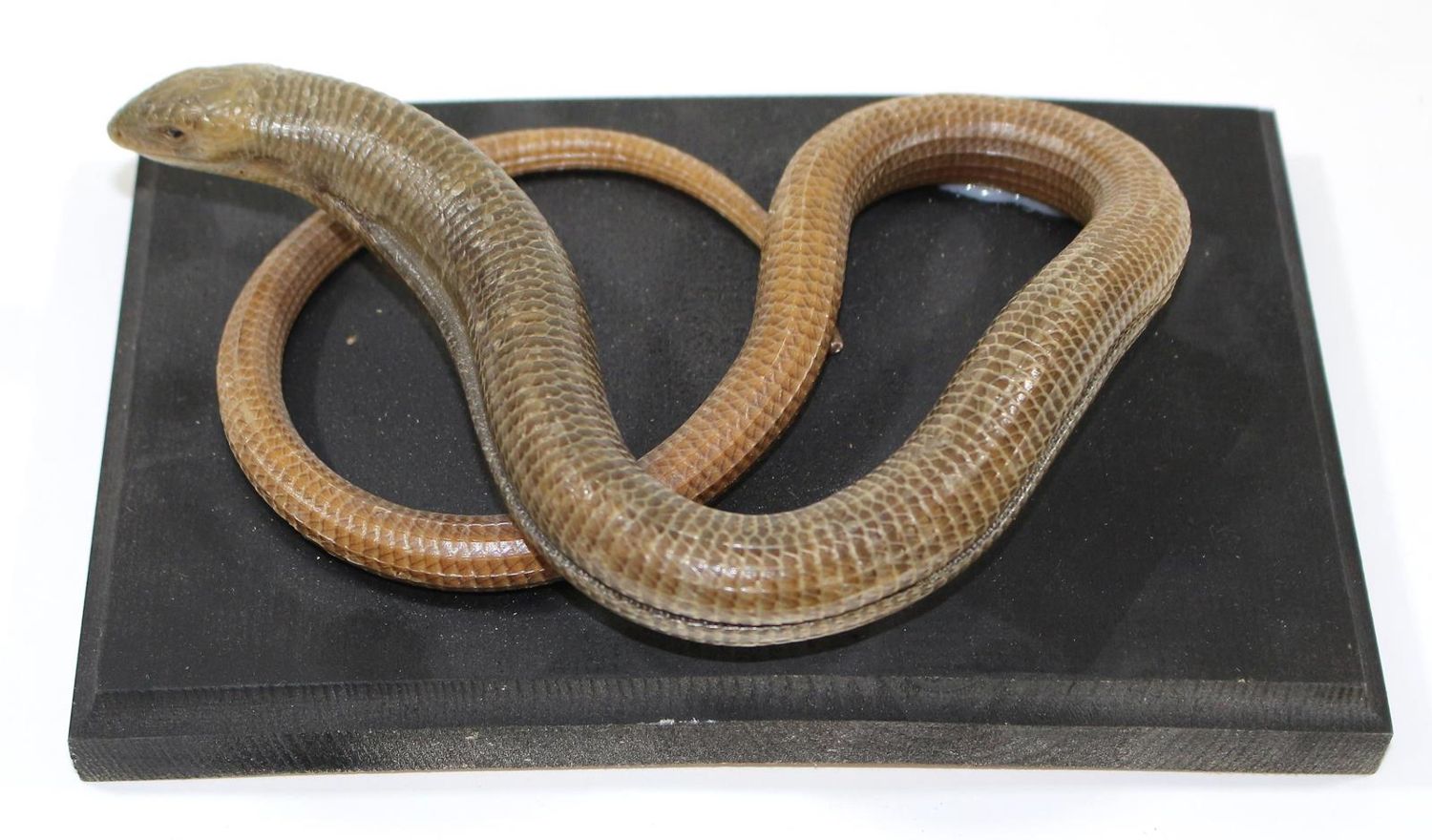 Große Abbildung Nr.1: 126-1601 Scheltopusik Schleiche.: (Zoologie, Taxidermie)