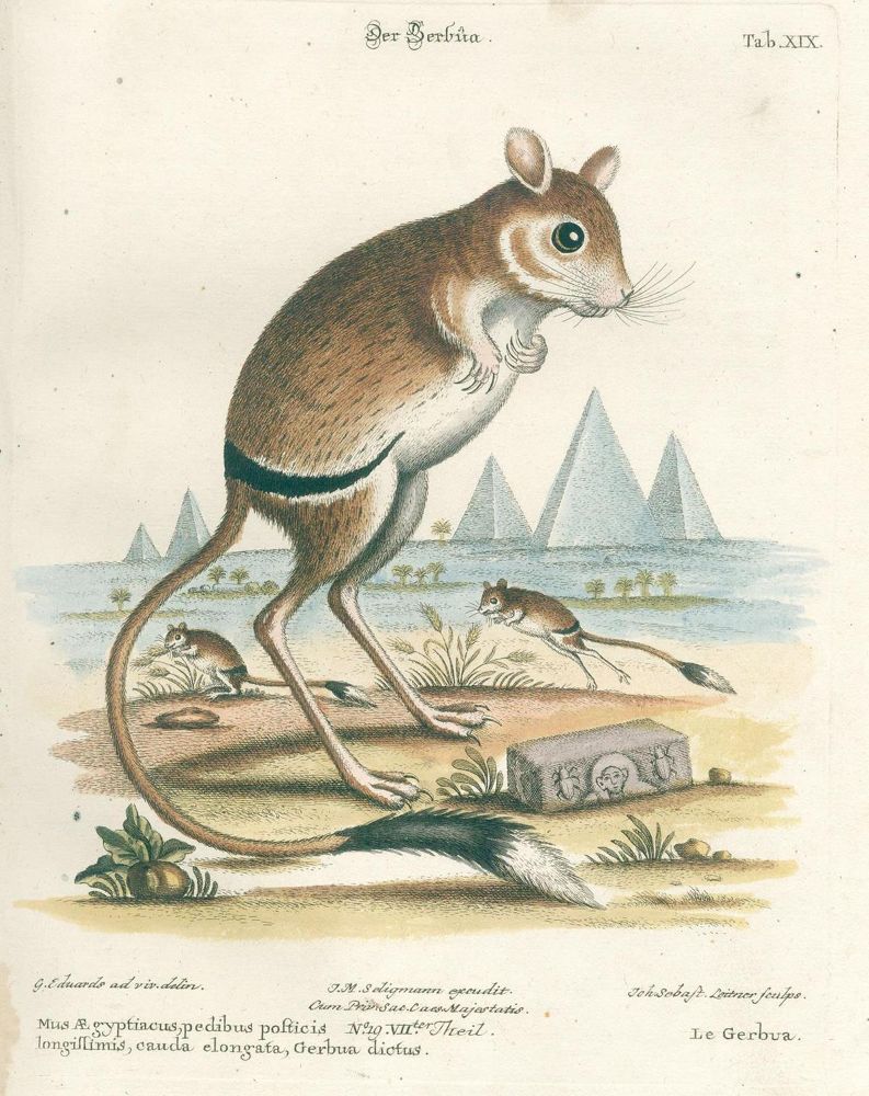 Große Abbildung Nr.14: 126-1603 Seligmann,J.M.: (Zoologie, Vögel)
