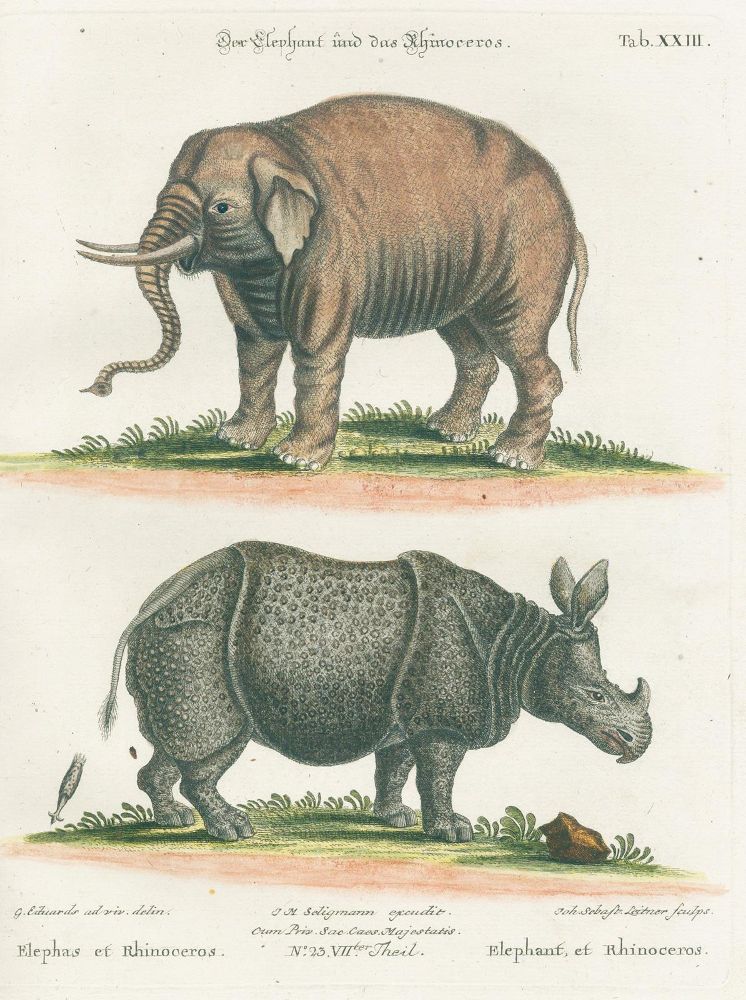 Große Abbildung Nr.15: 126-1603 Seligmann,J.M.: (Zoologie, Vögel)
