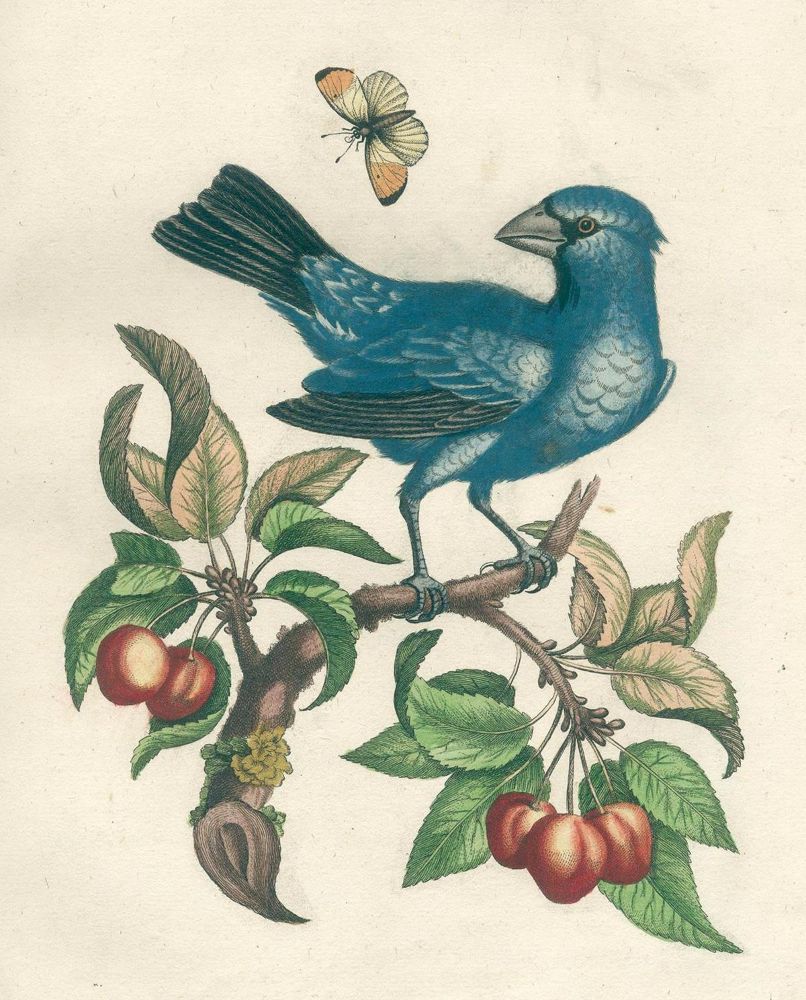 Große Abbildung Nr.2: 126-1603 Seligmann,J.M.: (Zoologie, Vögel)