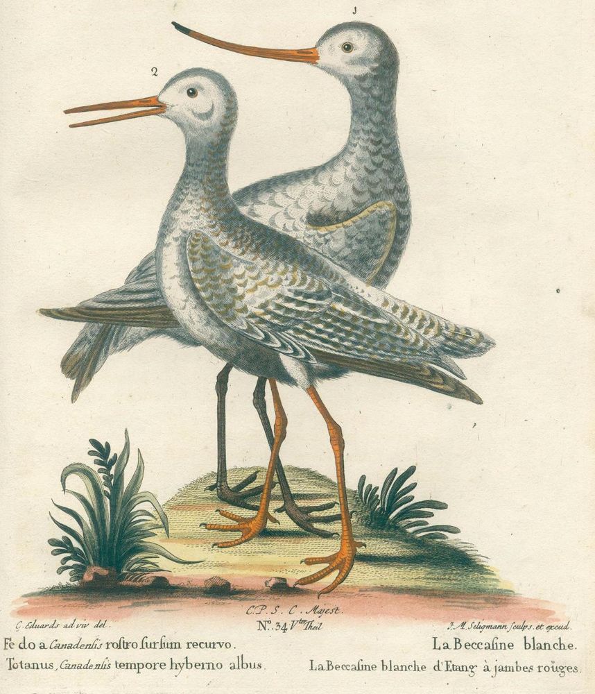 Große Abbildung Nr.6: 126-1603 Seligmann,J.M.: (Zoologie, Vögel)