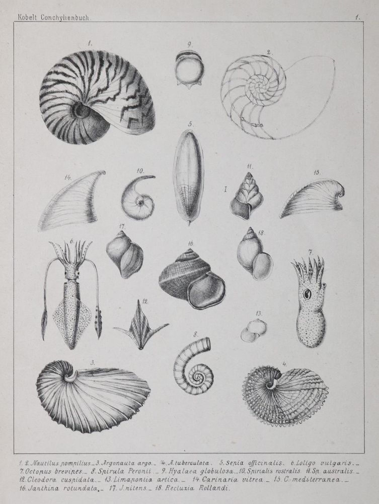 Große Abbildung Nr.1: 126-1604 Kobelt,W.: (Zoologie, Weichtiere)