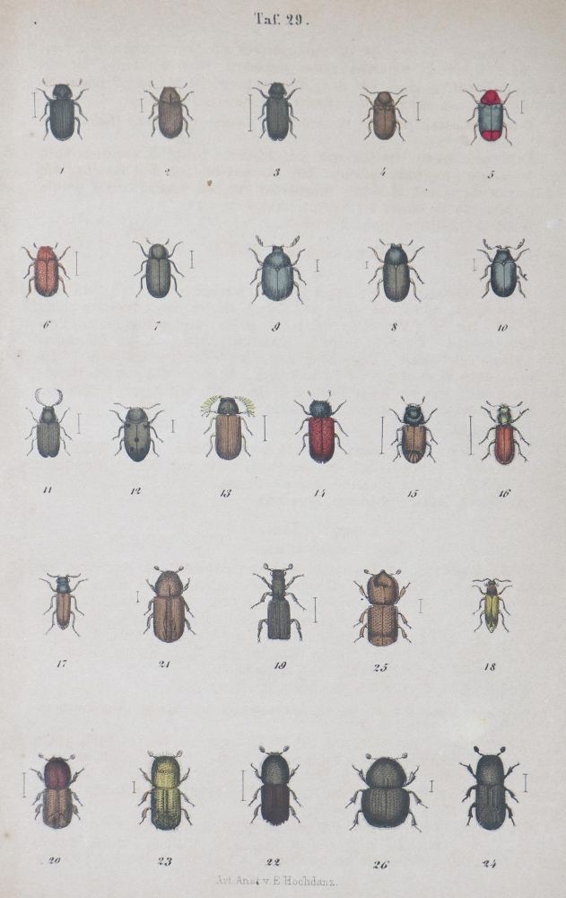 Große Abbildung Nr.1: 126-1699 Sammlung: (Verschiedene Gebiete - Varia)