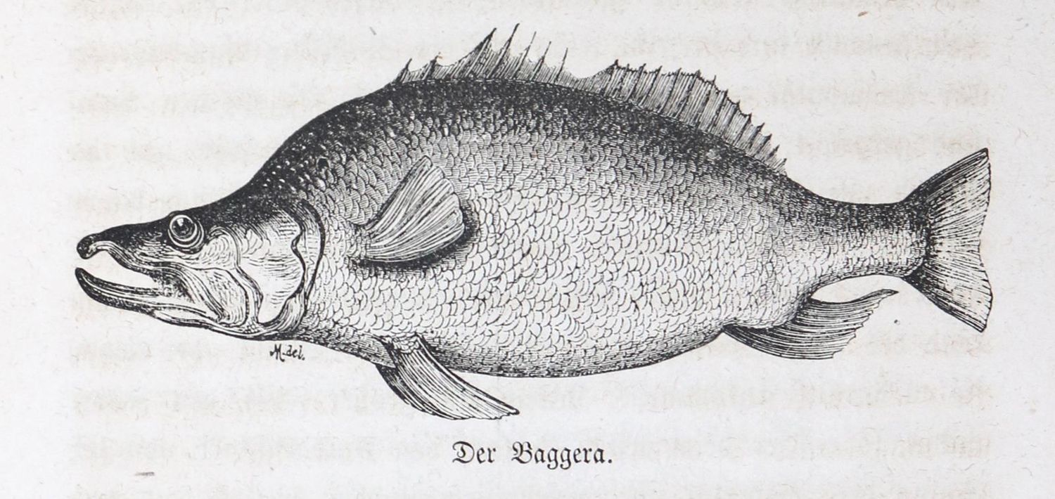 Große Abbildung Nr.1: 126-1716 Baker,S.W.: (Afrika)