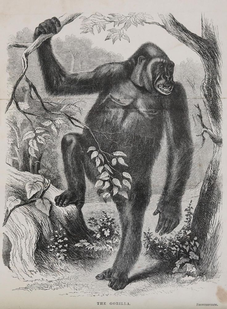 Große Abbildung Nr.1: 126-1721 Chaillu,P.B.du.: (Afrika)
