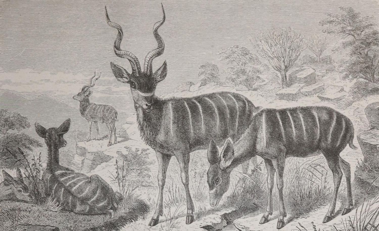 Große Abbildung Nr.2: 126-1726 Heuglin,M.T.v.: (Afrika)
