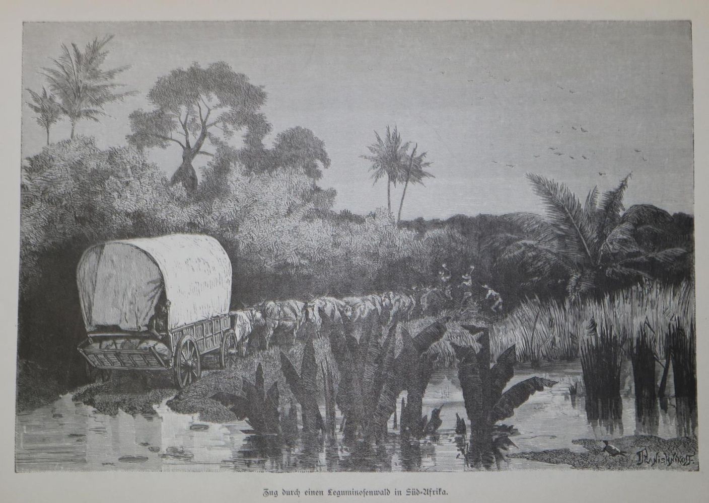 Große Abbildung Nr.2: 126-1735 Roskoschny,H.: (Afrika)
