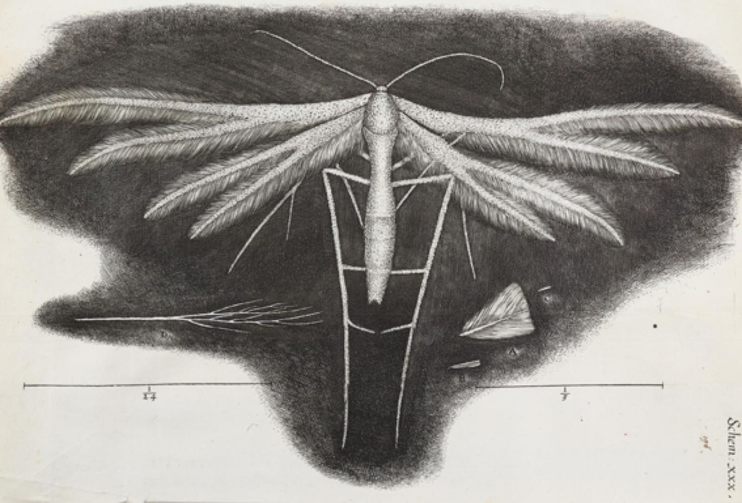 Große Abbildung Nr.1618: 126-176 Hooke,R. (Aus der Sammlung Professor Dr.Dr.Johannes Büttner Teil 1)