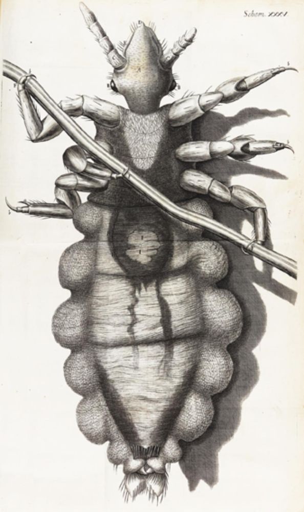 Große Abbildung Nr.1622: 126-176 Hooke,R. (Aus der Sammlung Professor Dr.Dr.Johannes Büttner Teil 1)