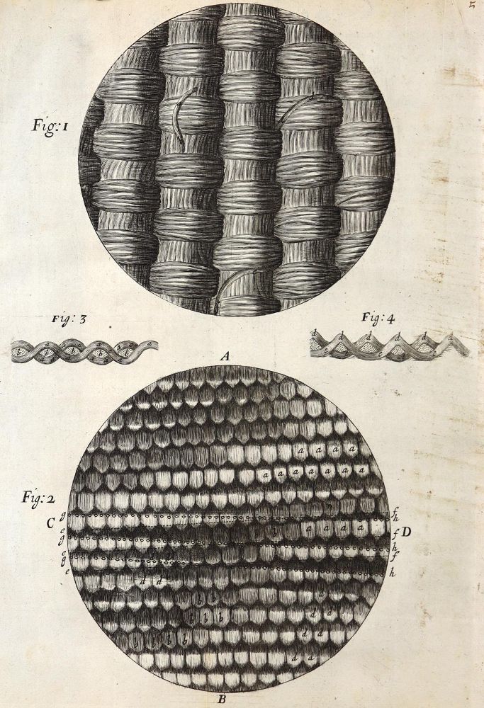 Große Abbildung Nr.7: 126-176 Hooke,R. (Aus der Sammlung Professor Dr.Dr.Johannes Büttner Teil 1)