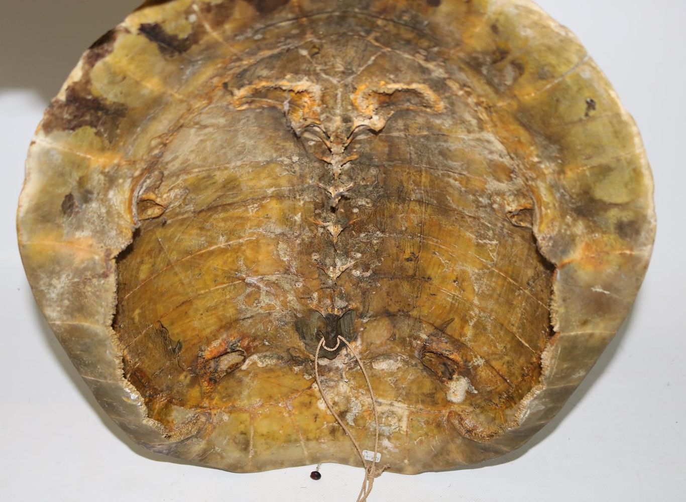 Große Abbildung Nr.5: 126-2182 Hornvogelschild: (Varia, Südsee)
