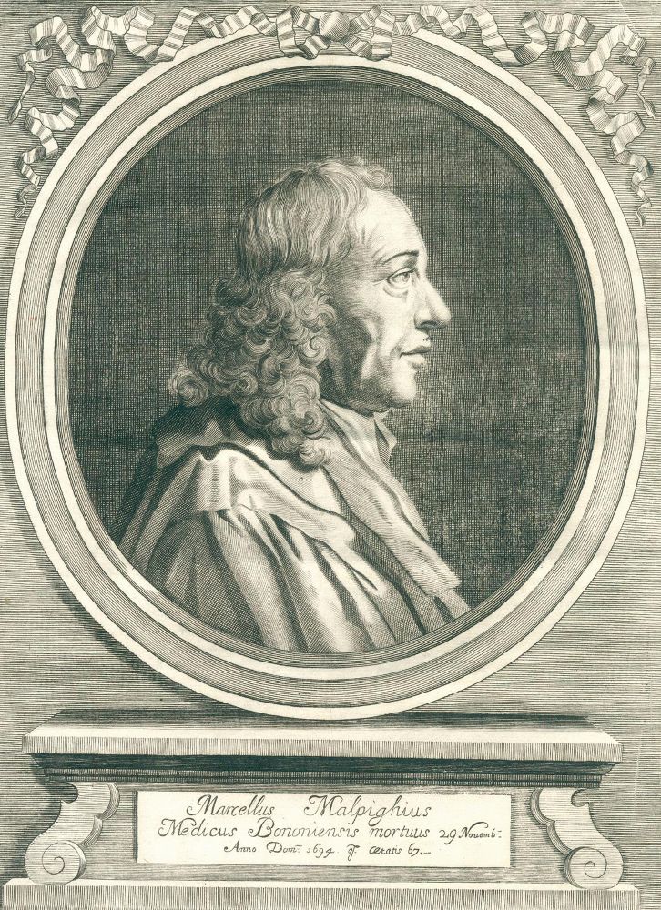 Große Abbildung Nr.2: 126-247 Malpighi,M.: (Aus der Sammlung Professor Dr.Dr.Johannes Büttner Teil 1)