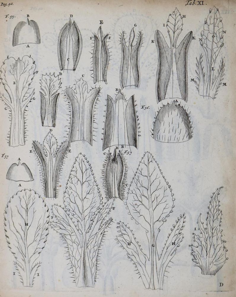 Große Abbildung Nr.1: 126-248 Malpighi,M.: (Aus der Sammlung Professor Dr.Dr.Johannes Büttner Teil 1)