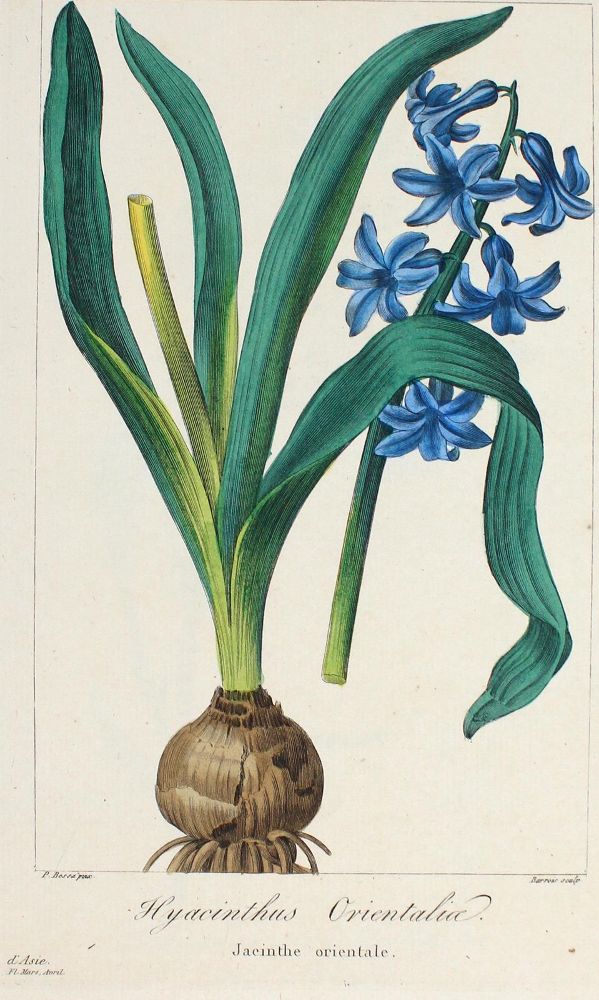 Große Abbildung Nr.1: 126-2653 Blumen u. Pflanzen.: (Varia, Botanik)