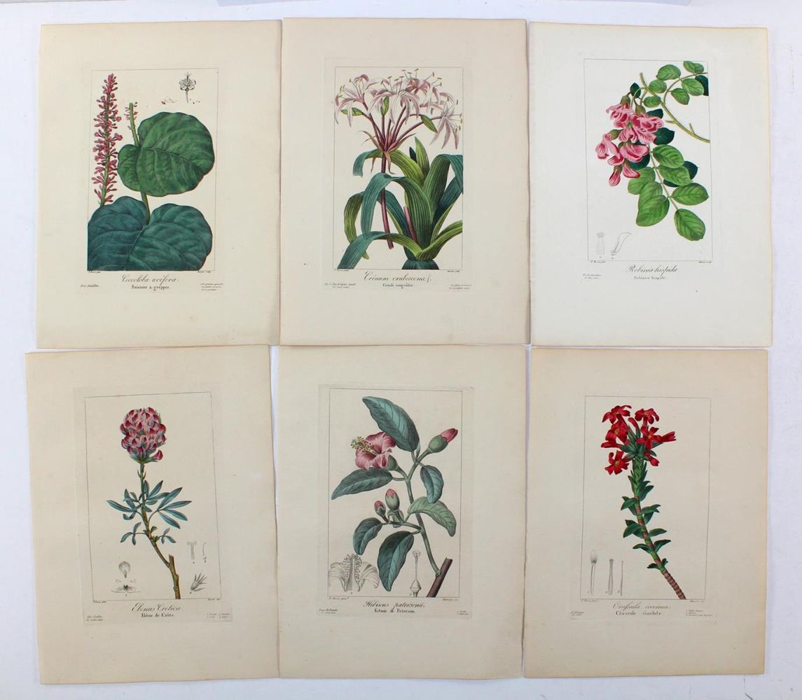 Große Abbildung Nr.2: 126-2653 Blumen u. Pflanzen.: (Varia, Botanik)