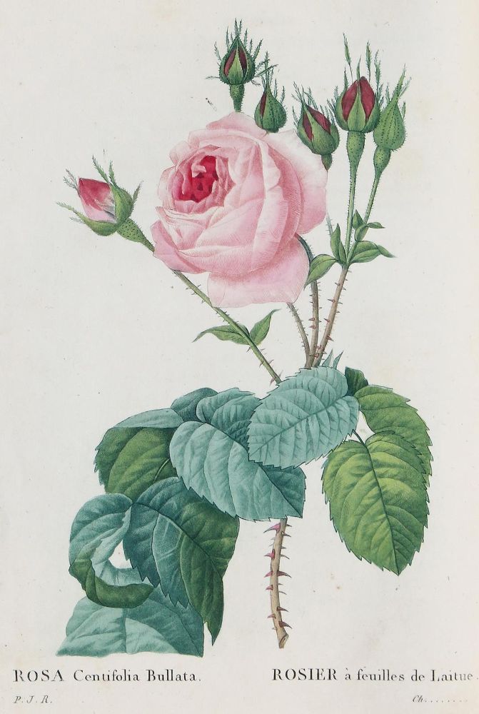 Große Abbildung Nr.1: 126-2669 Redoute,P.J.: (Varia, Botanik)