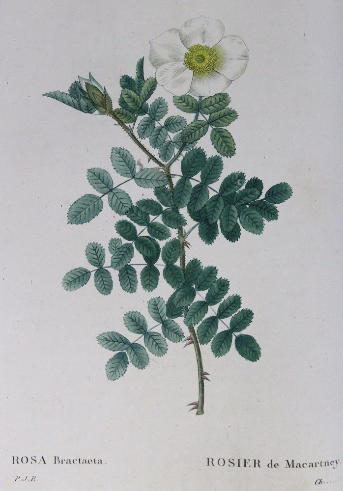 Große Abbildung Nr.6: 126-2669 Redoute,P.J.: (Varia, Botanik)