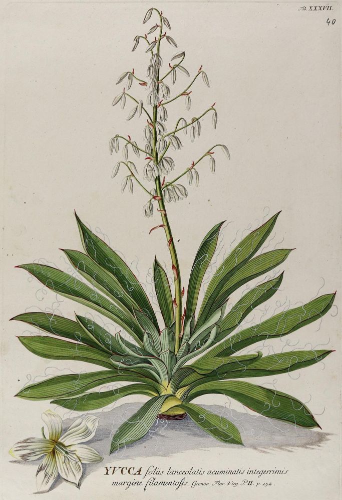 Große Abbildung Nr.1: 126-2673 Yucca-Palme.: (Varia, Botanik, Trew)