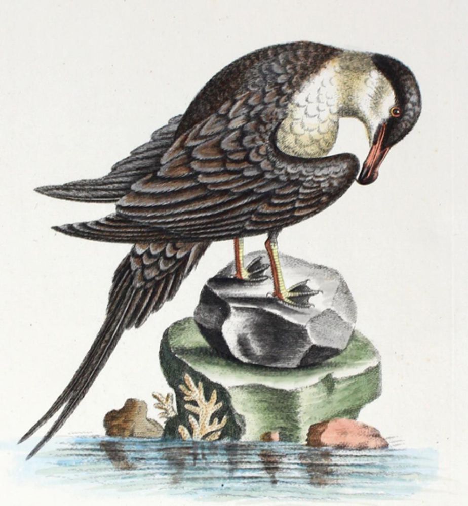 Große Abbildung Nr.1: 126-2870 Avis Arctica foemina: (Varia, Zoologie, Vögel)