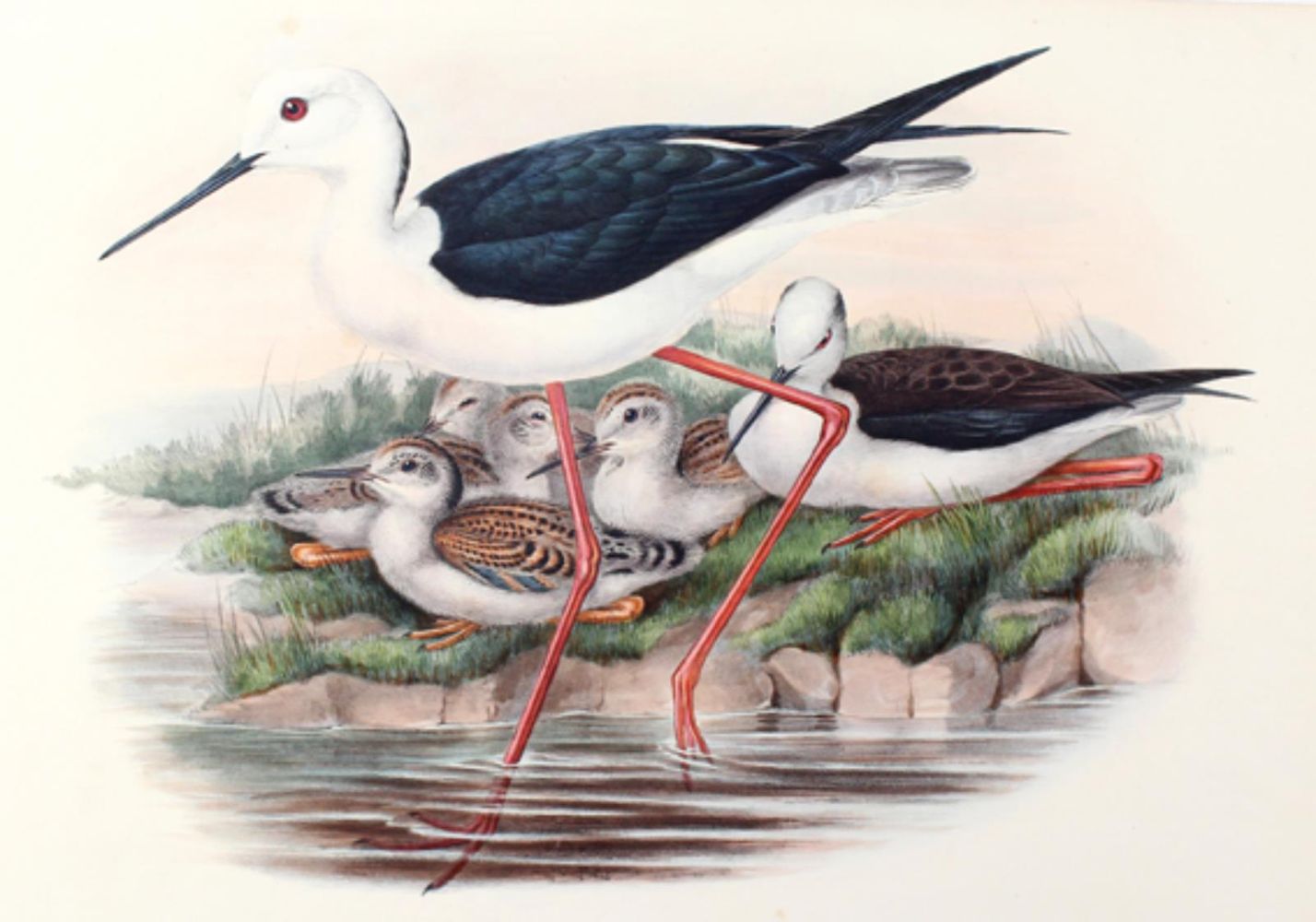 Große Abbildung Nr.1: 126-2873 Himantopus Candidus.: (Varia, Zoologie, Vögel)