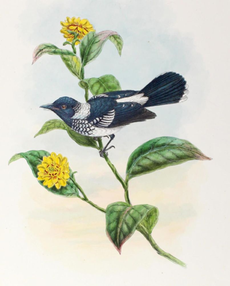 Große Abbildung Nr.1: 126-2875 Piezorhynchus Scuamulatus.: (Varia, Zoologie, Vögel)