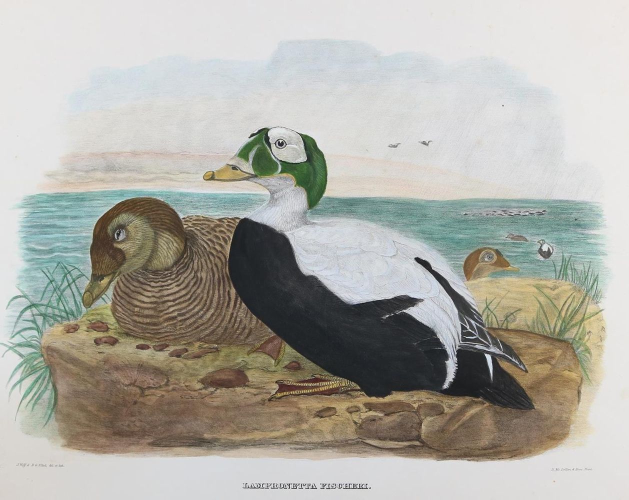 Große Abbildung Nr.1: 126-2876 Sammlung: (Varia, Zoologie, Vögel)