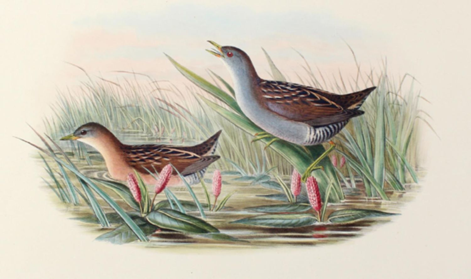 Große Abbildung Nr.1: 126-2877 Sumpfhuhn.: (Varia, Zoologie, Vögel)