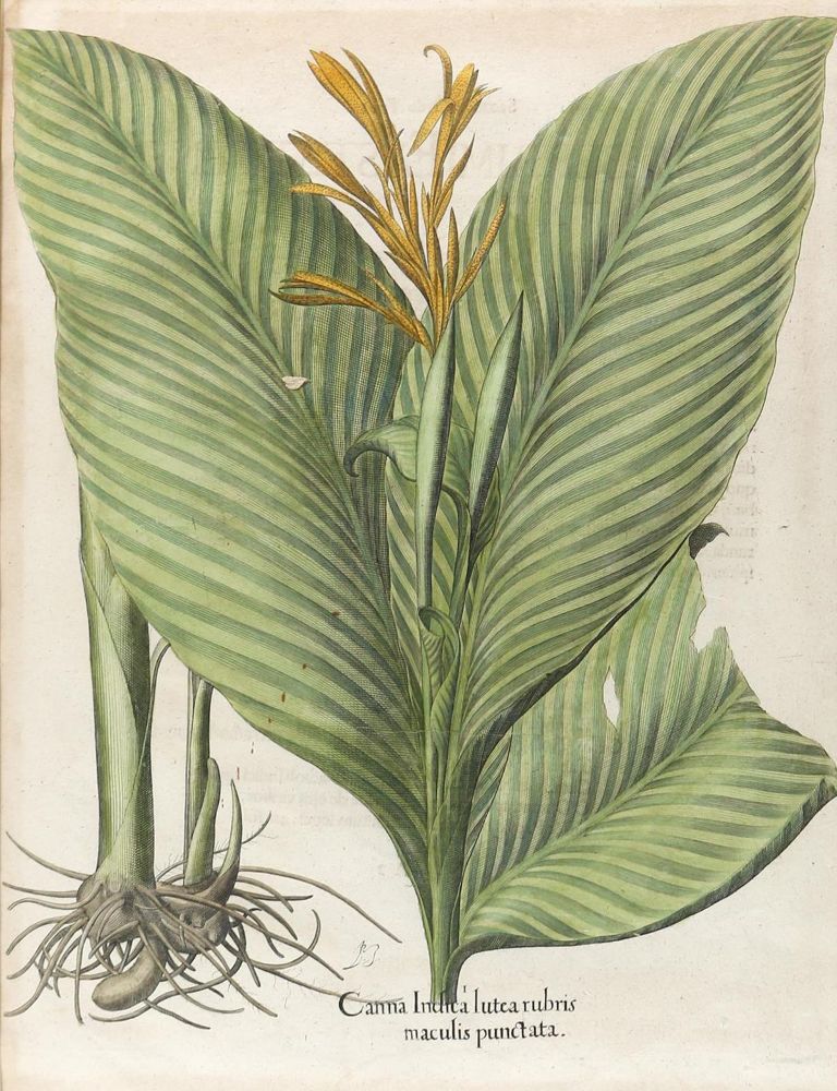 Große Abbildung Nr.1: 126-2999 Indisches Blumenrohr.: (Botanik, Besler)