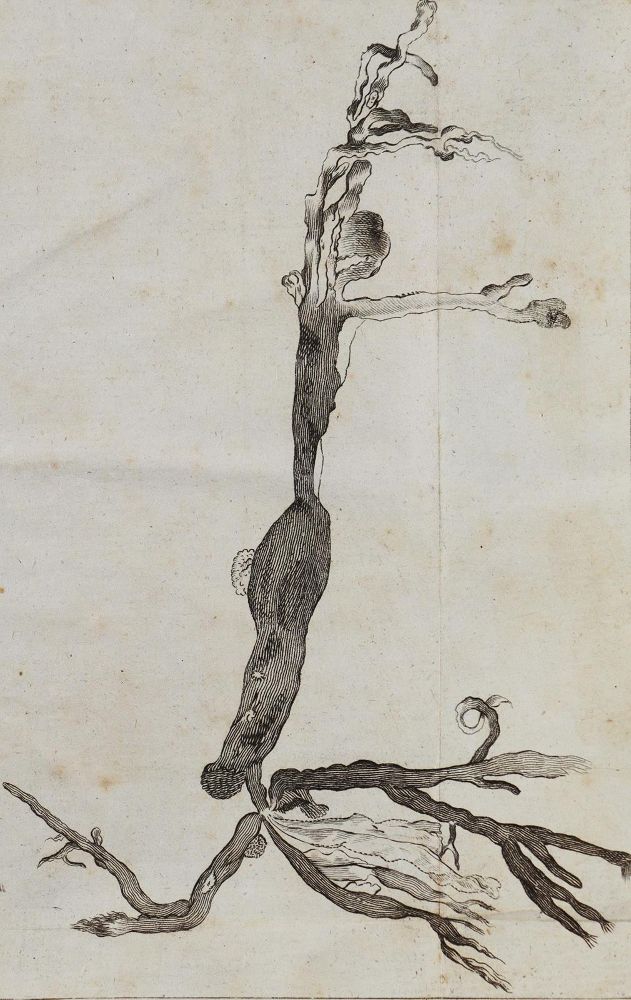 Große Abbildung Nr.1: 126-368 Wichmann,J.E.: (Aus der Sammlung Professor Dr.Dr.Johannes Büttner Teil 1)