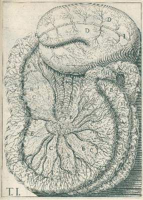 Bild Nr.1: 126-13 Aselli,G.: (Aus der Sammlung Professor Dr.Dr.Johannes Büttner Teil 1)