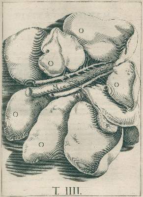 Bild Nr.2: 126-13 Aselli,G.: (Aus der Sammlung Professor Dr.Dr.Johannes Büttner Teil 1)
