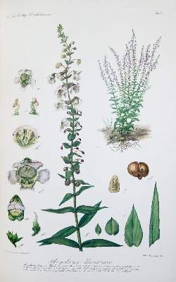 Bild Nr.1: 126-1411 Descole,H.R.: (Literatur und illustrierte Bücher 20.Jahrhundert - Alte Literatur in modernen Ausgaben)
